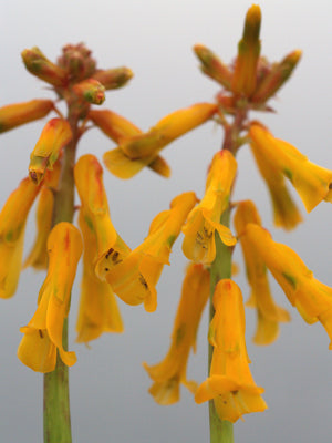 LACHENALIA 'ROMELIA'