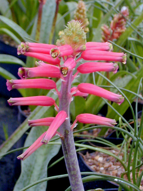 LACHENALIA 'ROBIJN'