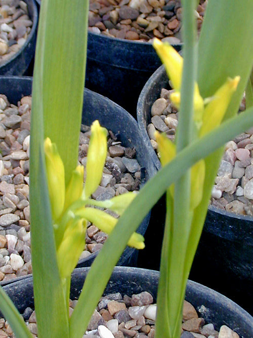 LACHENALIA REFLEXA