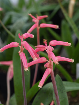 LACHENALIA RUBIDA