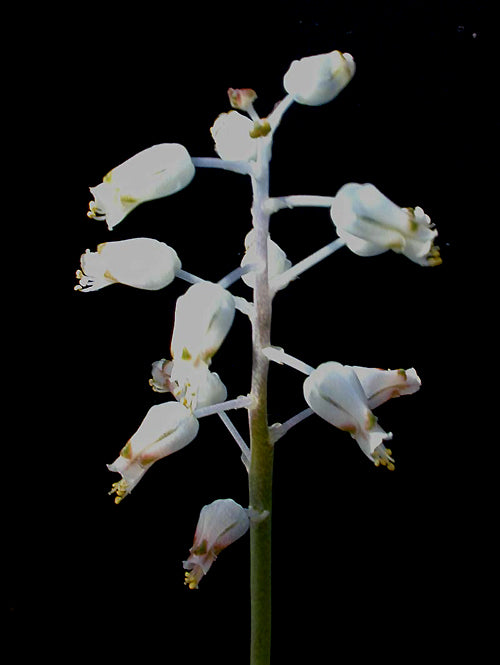 LACHENALIA UNIFOLIA