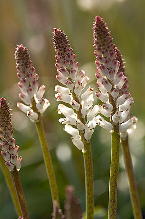 LACHENALIA UNIColour