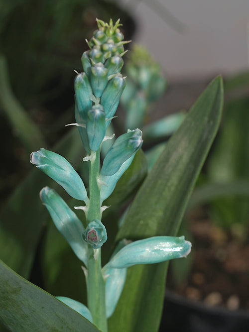 LACHENALIA VIRIDIFLORA