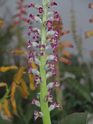 LACHENALIA VIOLACEA
