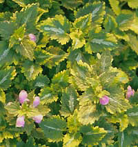 LAMIUM MACULATUM 'ANNE GREENAWAY'