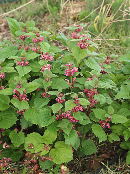 LAMIUM ORVALA