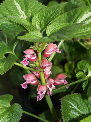 LAMIUM ORVALA 'SILVA'