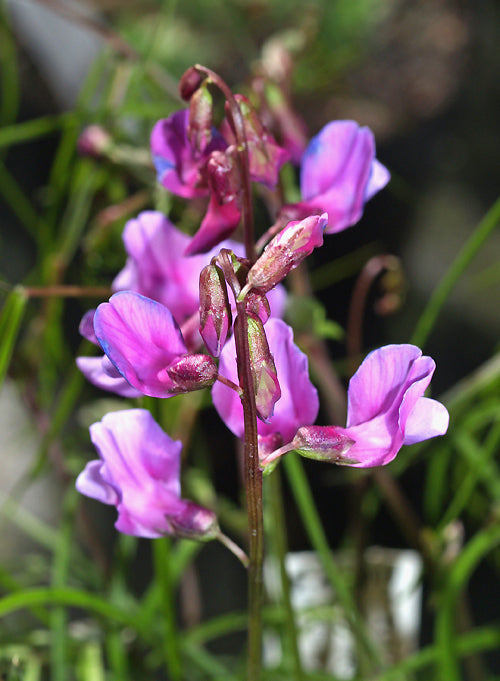 LATHYRUS VERNUS 'SPRING MELODY'