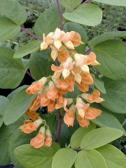 LATHYRUS DAVIDII