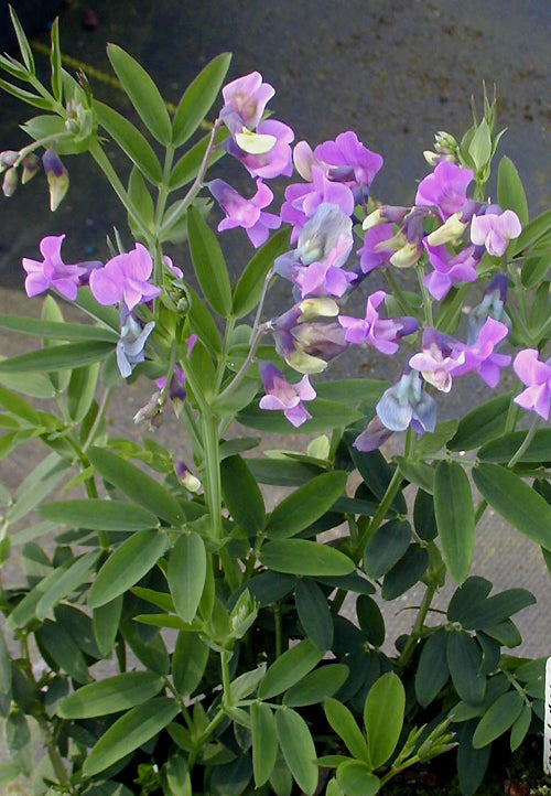 LATHYRUS LINIFOLIUS