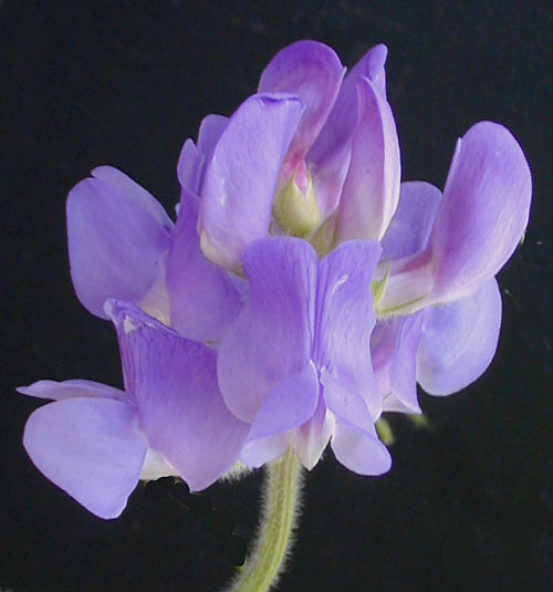 LATHYRUS PUBESCENS
