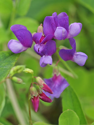 LATHYRUS POLYPHYLLUS