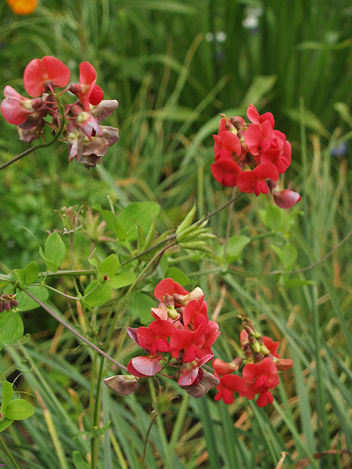 LATHYRUS ROTUNDIFOLIUS