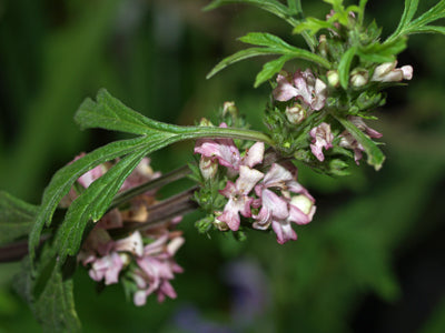 LEONURUS JAPONICUS