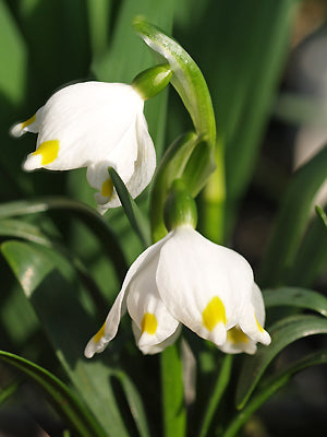 LEUCOJUM VERNUM var. CARPATHICUM