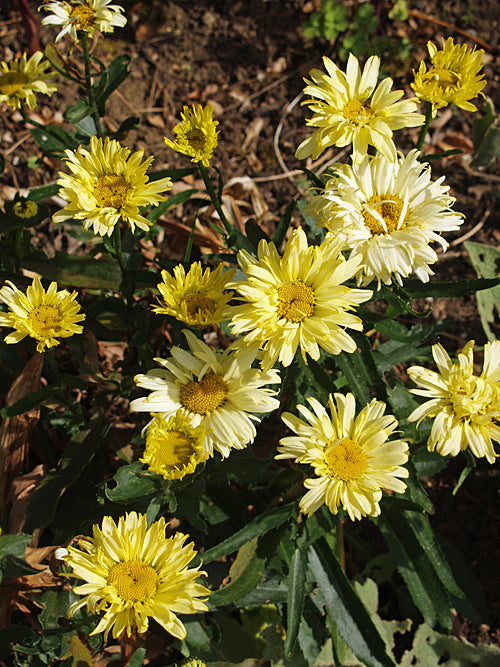 LEUCANTHEMUM x SUPERBUM 'GOLDFINCH'