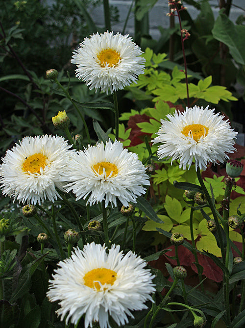 LEUCANTHEMUM x SUPERBUM 'SHAPCOTT SUMMER CLOUDS'