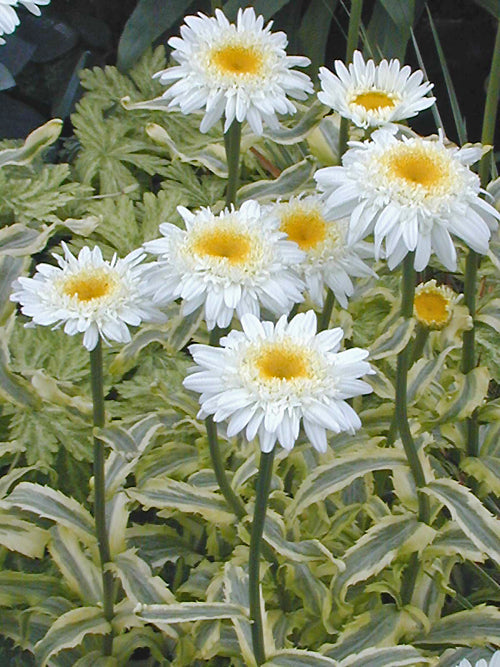 LEUCANTHEMUM x SUPERBUM 'BARBARA BUSH'