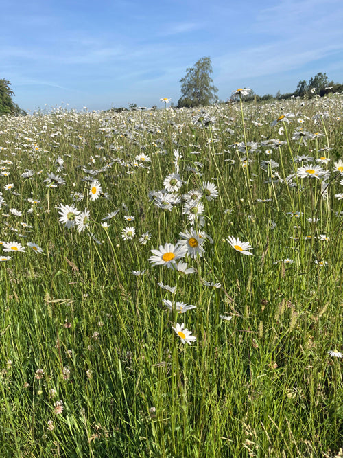 LEUCANTHEMUM VULGARE