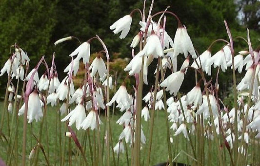 ACIS AUTUMNALIS