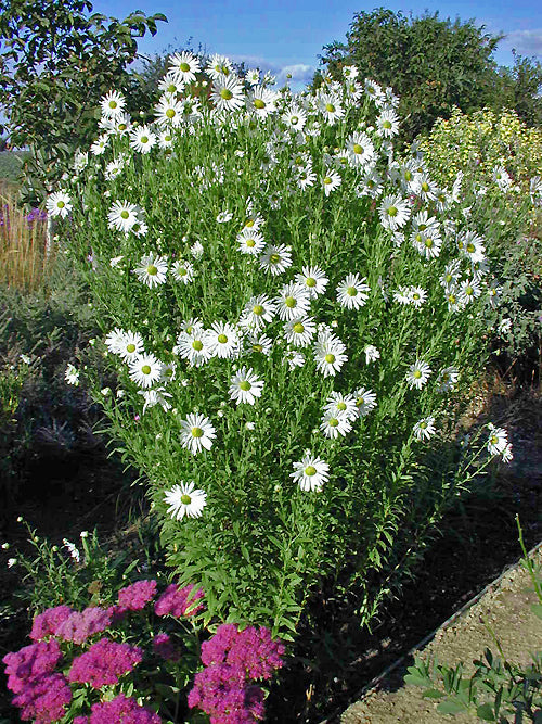 LEUCANTHEMELLA SEROTINA