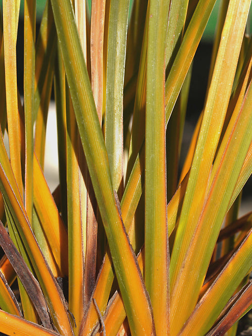 LIBERTIA PEREGRINANS