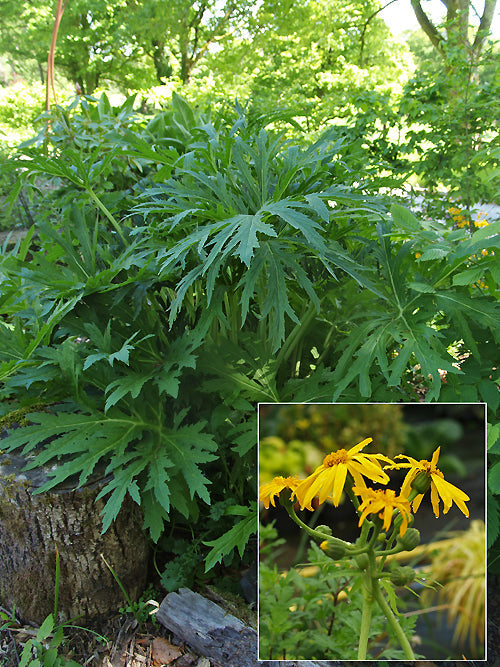 LIGULARIA JAPONICA 'RISING SUN'