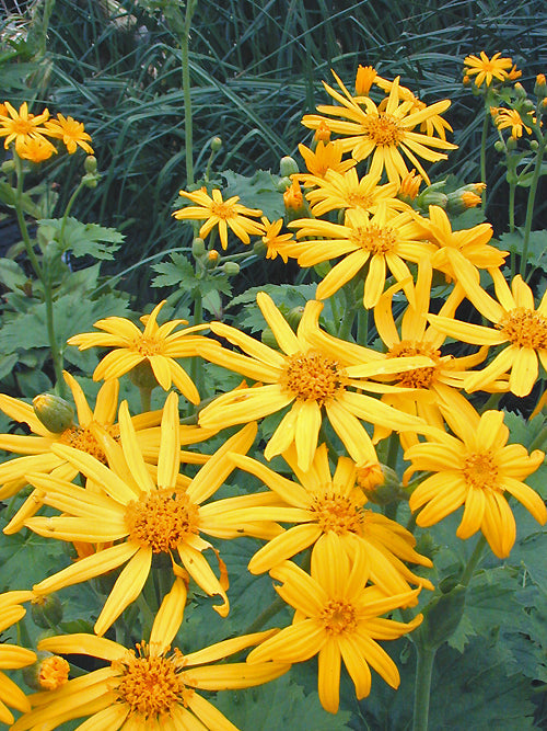 LIGULARIA x YOSHIZOEANA 'PALMATILOBA'