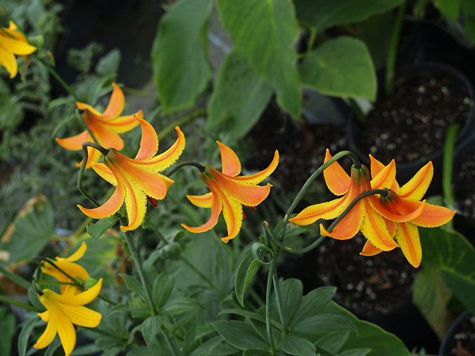 LILIUM CANADENSE