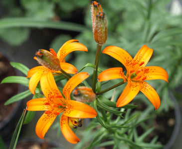 LILIUM CERNUUM