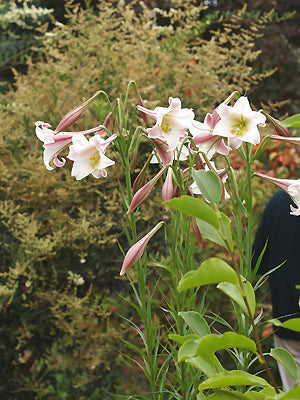LILIUM FORMOSANUM
