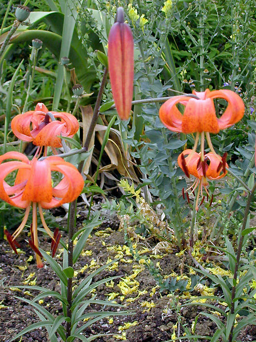 LILIUM 'KAREN NORTH'