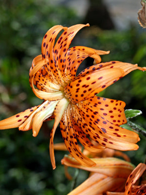 LILIUM LANCIFOLIUM 'FLORE PLENO'