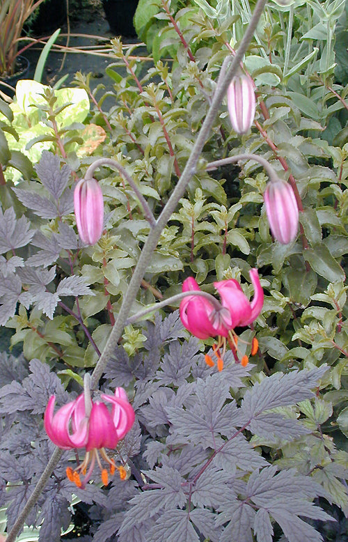 LILIUM MARTAGON 'INSHRIACH'