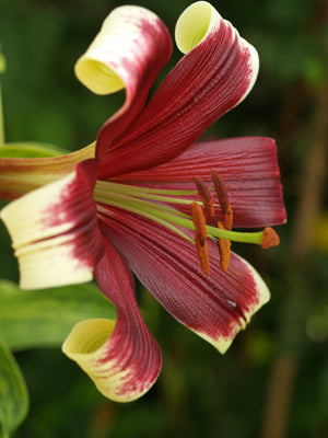 LILIUM NEPALENSE