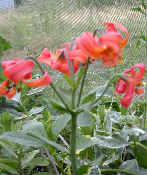 LILIUM PITKINENSE