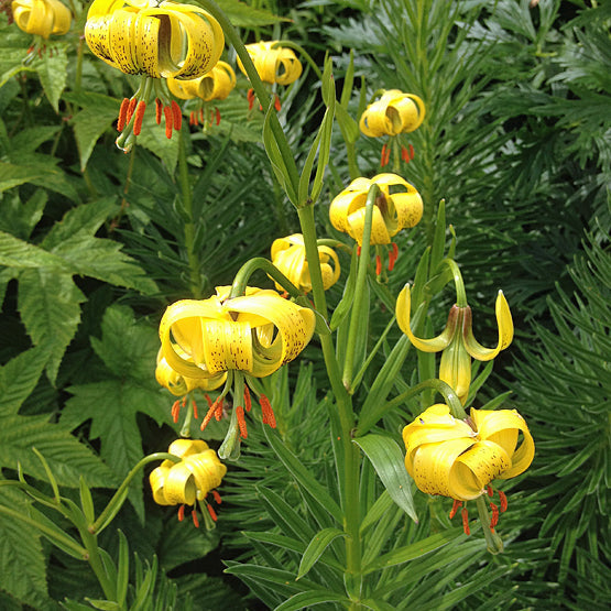 LILIUM PYRENAICUM