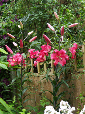 LILIUM 'ROBINA'