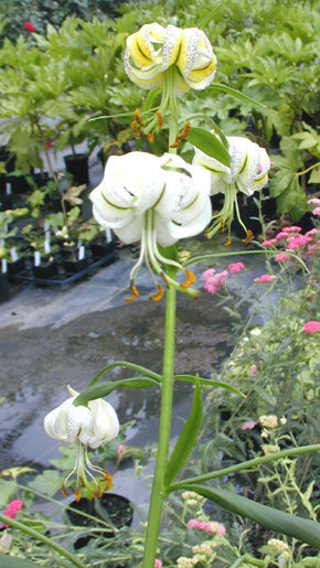 LILIUM SP. Chen Yi 1.