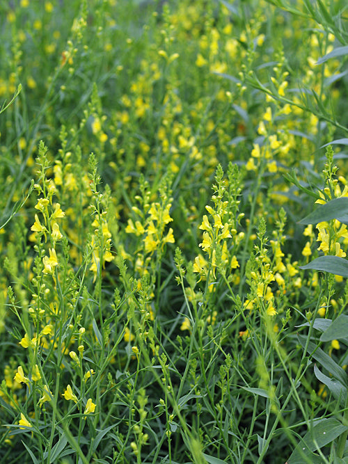 LINARIA GENISTIFOLIA W&B BG B-6