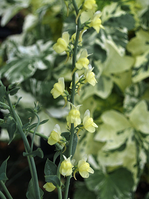 LINARIA 'LEMON CREAM'