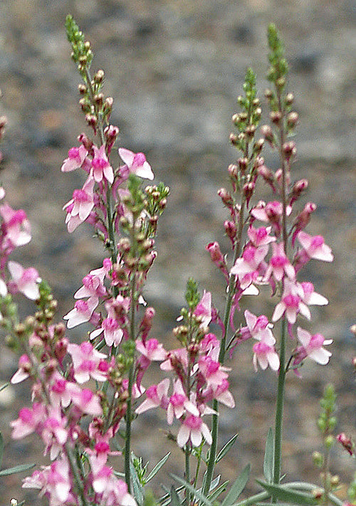 LINARIA 'PINK KISSES'