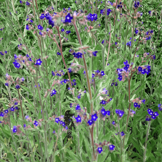 LINDELOFIA MACROSTYLA