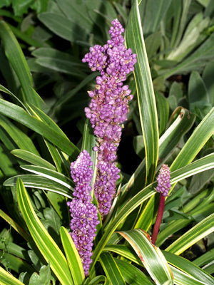 LIRIOPE MUSCARI 'GOLD BANDED'