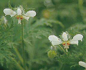 BLUMENBACHIA INSIGNIS