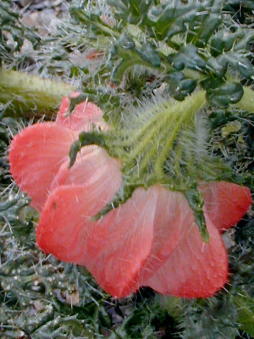 LOASA SP. RCB RA-CC-1