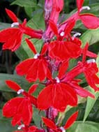 LOBELIA CARDINALIS