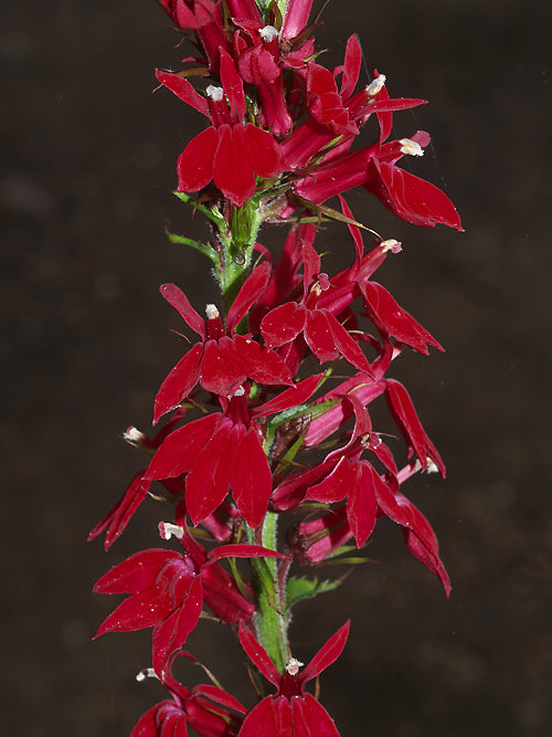 LOBELIA Elizabeth Strangman Selection