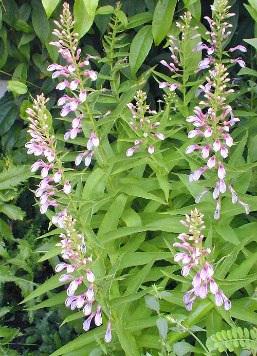LOBELIA EXCELSA