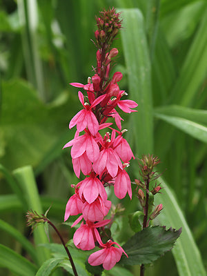 LOBELIA 'FAN TIEFROT'
